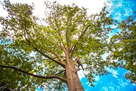 Best Tree Trimming and Pruning  in Spanish Fort, AL